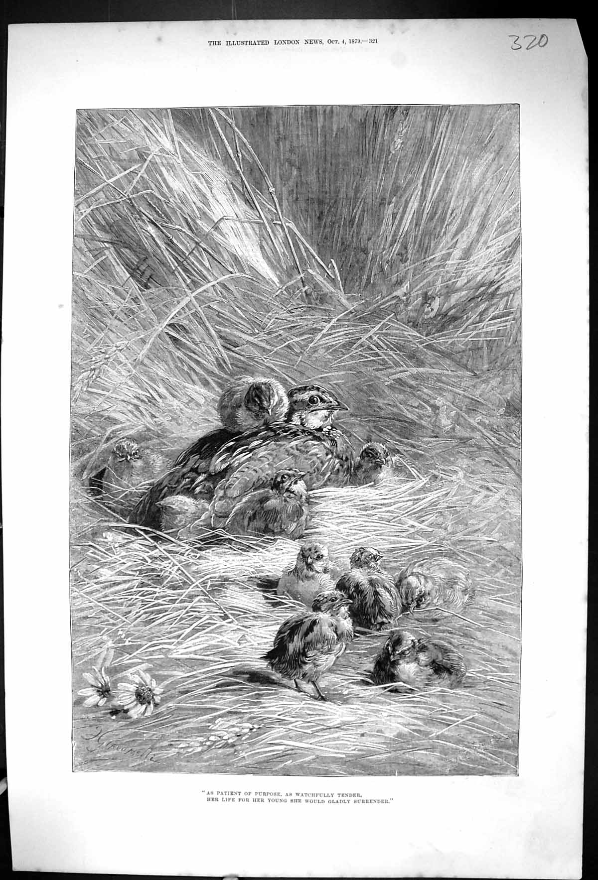 Original Old Antique Print 1879 Birds Chicks Nest Nature 19th Century