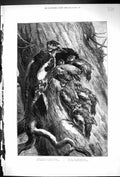 Original Old Antique Print 1879 Woodpeckers Birds Tree Hollow Nature Victorian