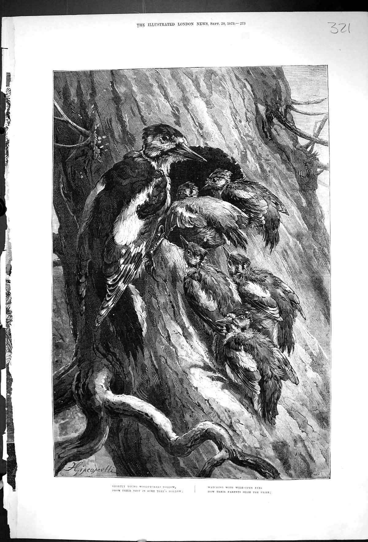 Original Old Antique Print 1879 Woodpeckers Birds Tree Hollow Nature Victorian