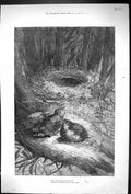 Original Old Antique Print 1879 Birds Nest Trees Giacomell Nature Victorian
