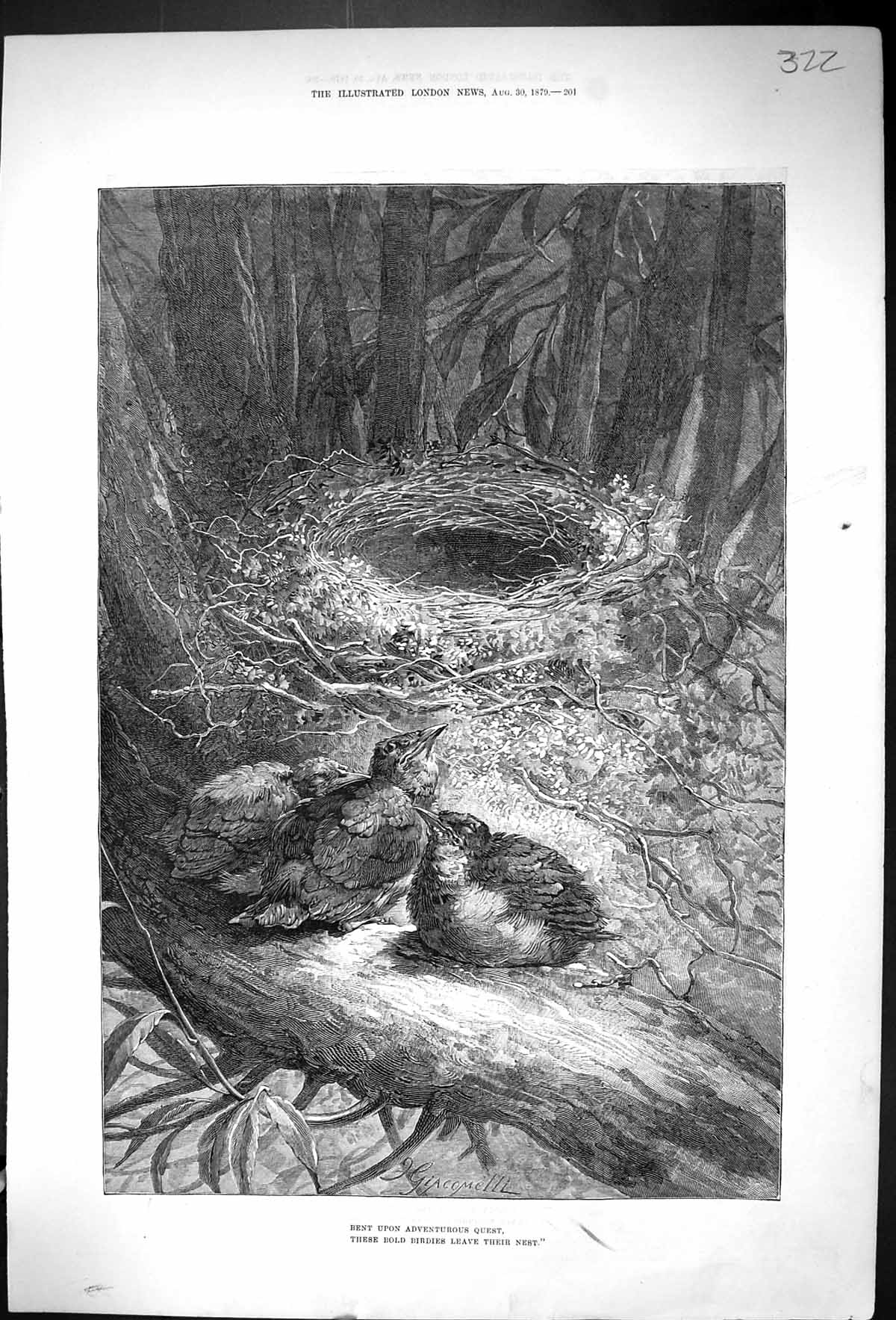 Original Old Antique Print 1879 Birds Nest Trees Giacomell Nature Victorian