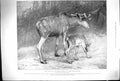 Original Old Antique Print 1899 Zoological Gardens Moose Father Child Animals