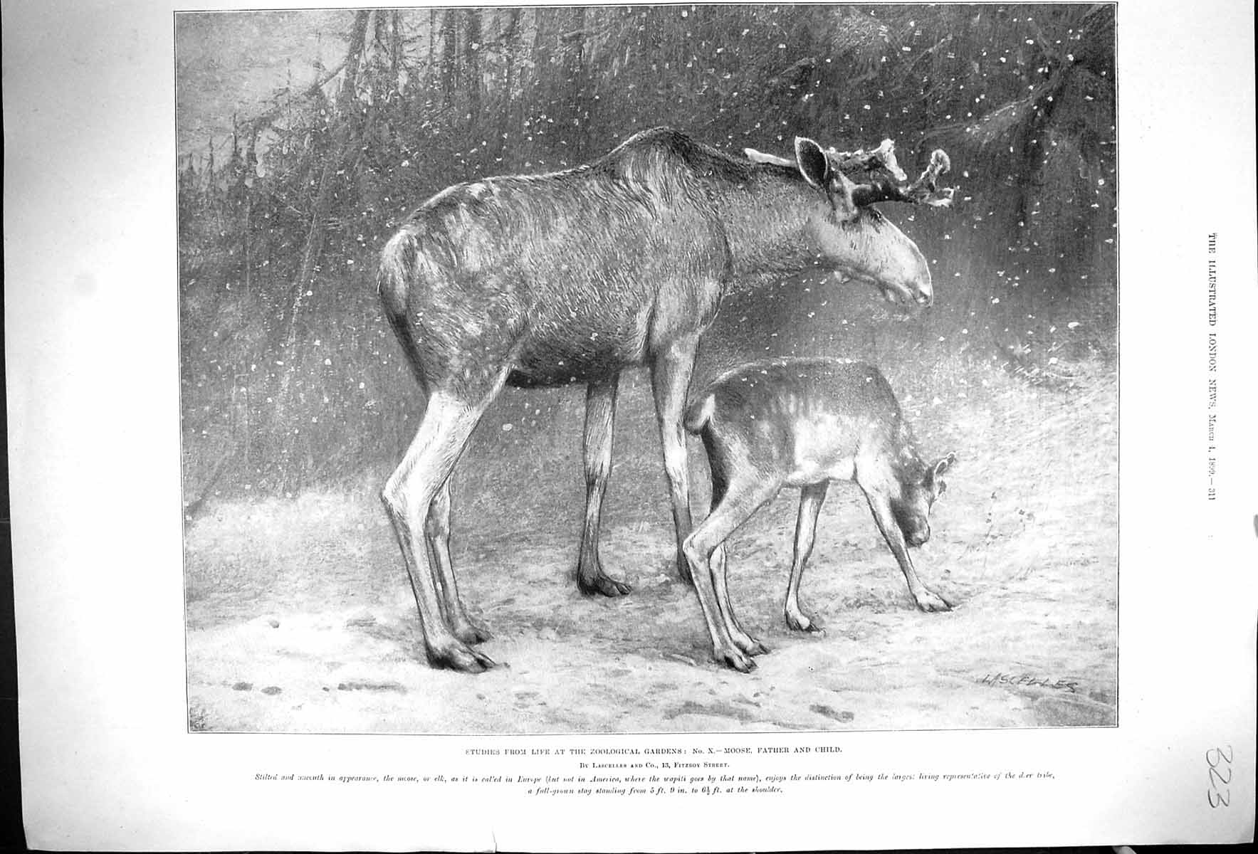 Original Old Antique Print 1899 Zoological Gardens Moose Father Child Animals
