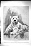 Original Old Antique Print 1894 Polar Arctic Bear Zoological Society Gardens
