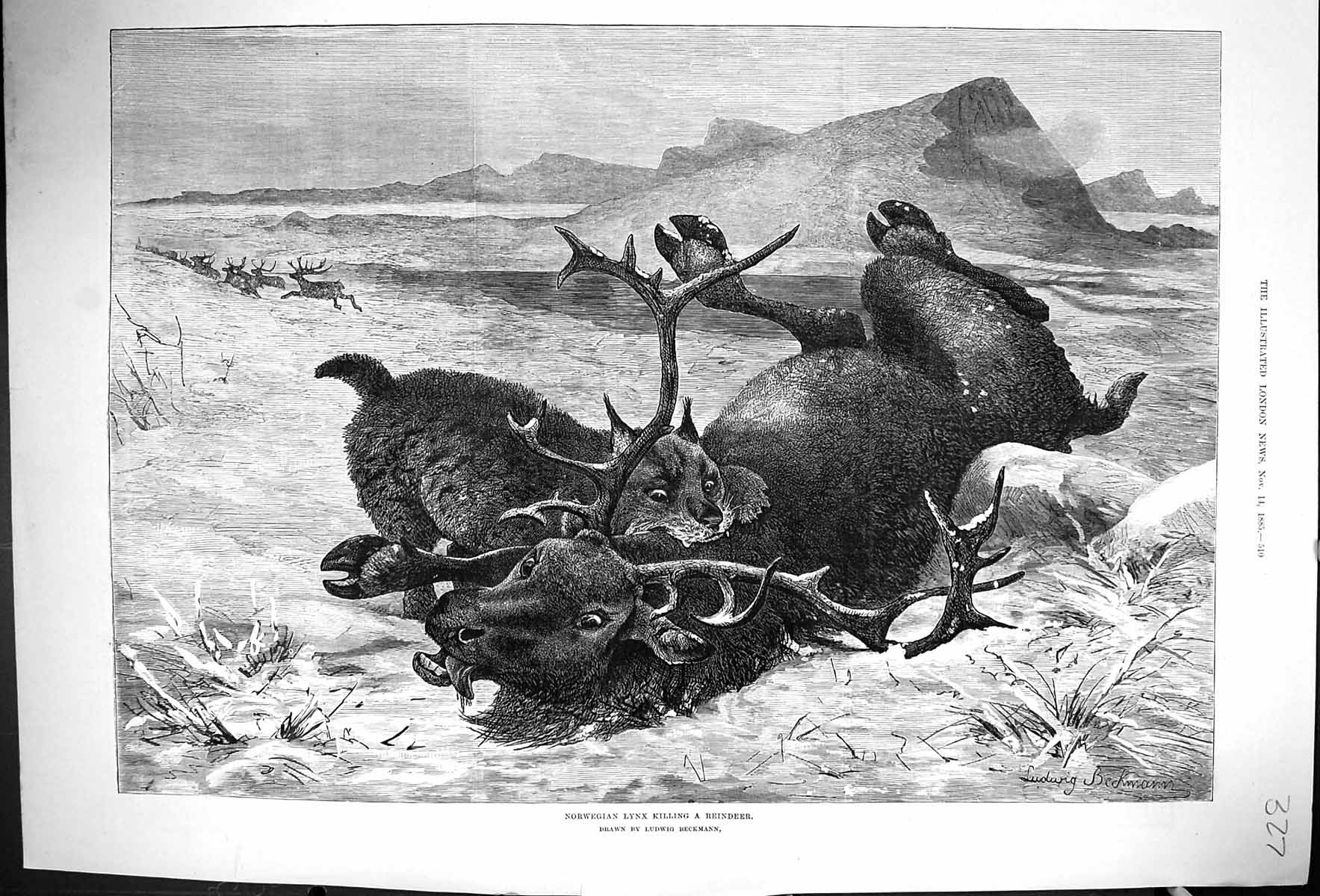 Antique Print 1885 Norwegian Lynx Killing Reindeer Animals Ludwig Beckmann 19th