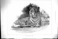Original Old Antique Print 1899 Royal Tiger Bengal Animals Zoological Gardens