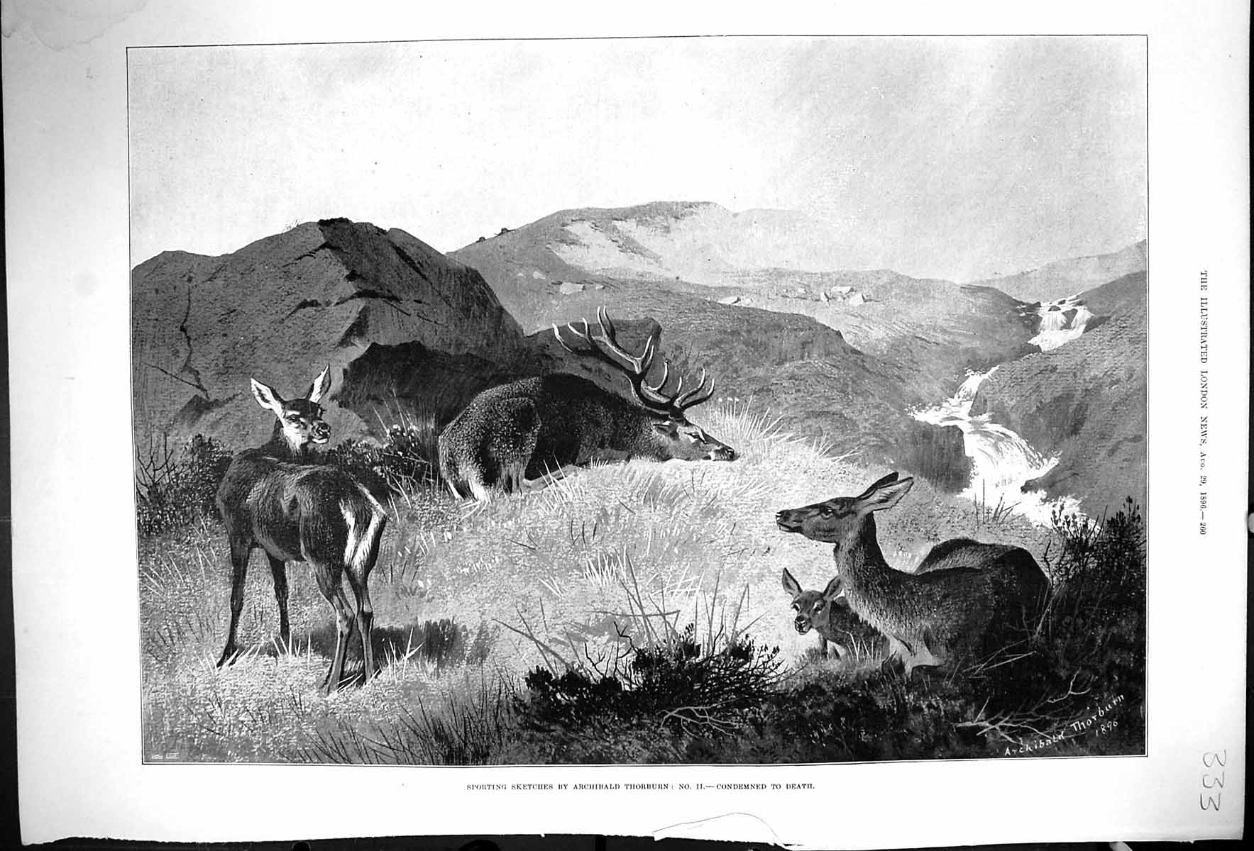 Antique Old Print 1896 Sport Archibald Thorburn Deer Condemned Death Hunting