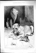 Original Old Antique Print 1896 Performing Lions Royal Aquarium Cubs Animals