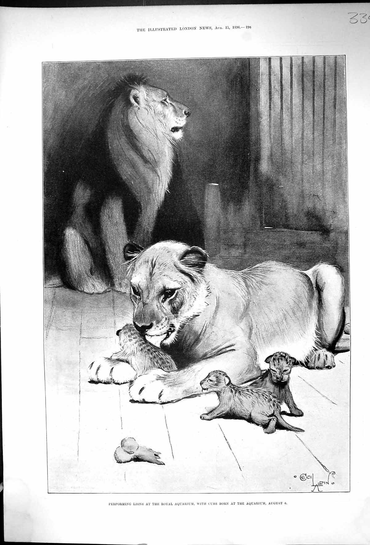Original Old Antique Print 1896 Performing Lions Royal Aquarium Cubs Animals