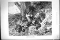 Original Old Antique Print 1893 Foxes Playing Cubs Nature Animals Nature 19th
