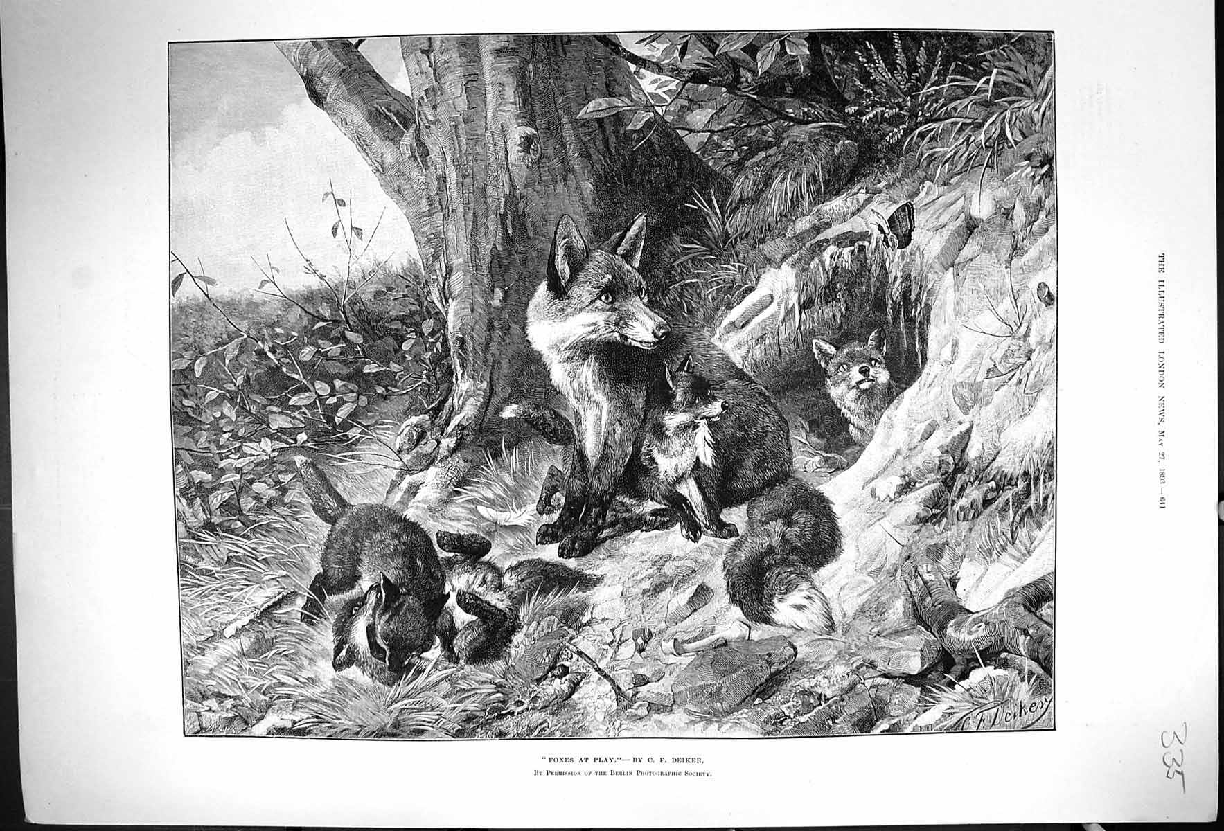Original Old Antique Print 1893 Foxes Playing Cubs Nature Animals Nature 19th