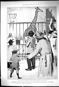 Antique Old Print 1895 Giraffe Zoological Soceity Gardens Regents Park London