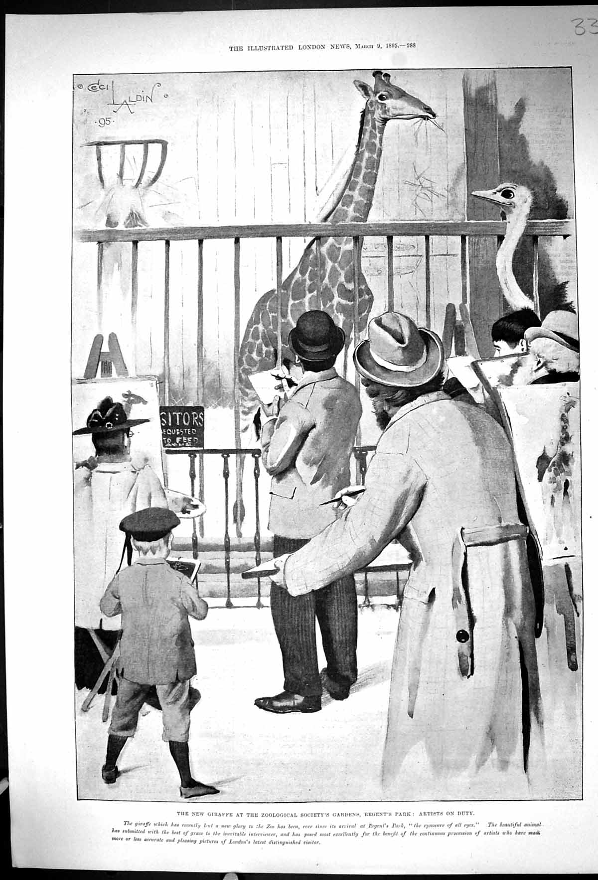 Antique Old Print 1895 Giraffe Zoological Soceity Gardens Regents Park London