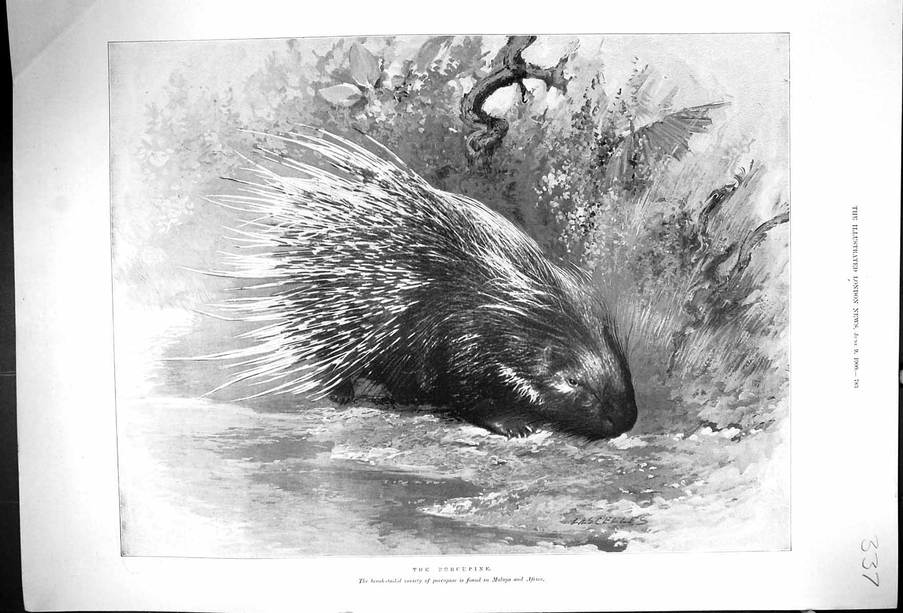 Antique Old Print 1900 Brush-Tailed Porcupine Animals Nature Malaya Africa 20th