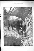 Original Old Antique Print 1900 Bosch-Yark South African River Hog Animals 20th