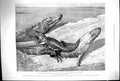 Old Antique Print Zoological Gardens Common Alligators Mississippi 1899 19th