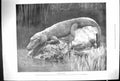 Original Old Antique Print 1900 Chinese Alligator Animals 20th