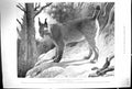 Original Old Antique Print 1899 Zoological Gardens Tibetan Lynx Animals Gilgit