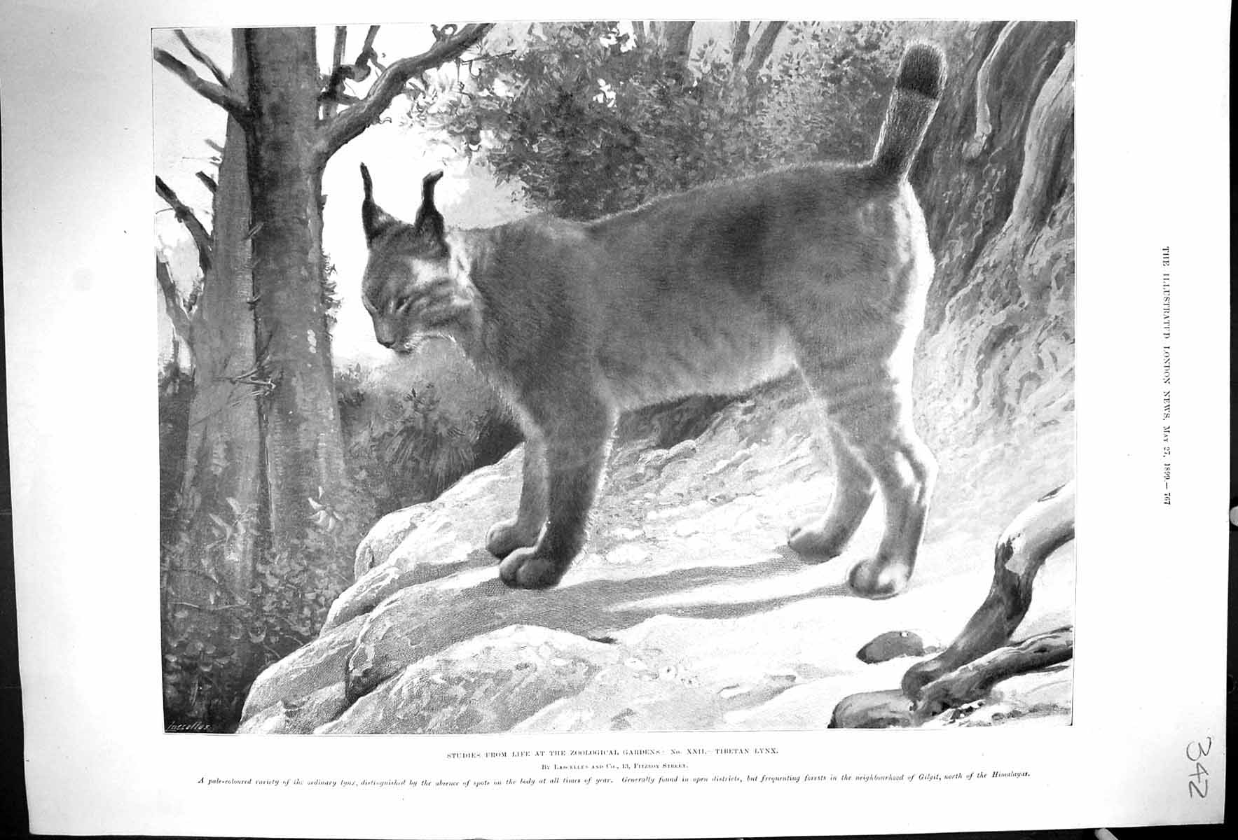 Original Old Antique Print 1899 Zoological Gardens Tibetan Lynx Animals Gilgit