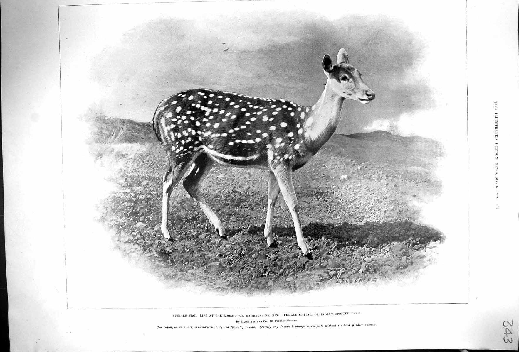 Old Print 1899 Zoological Gardens Female Chital Indian Spotted Axis Deer 19th