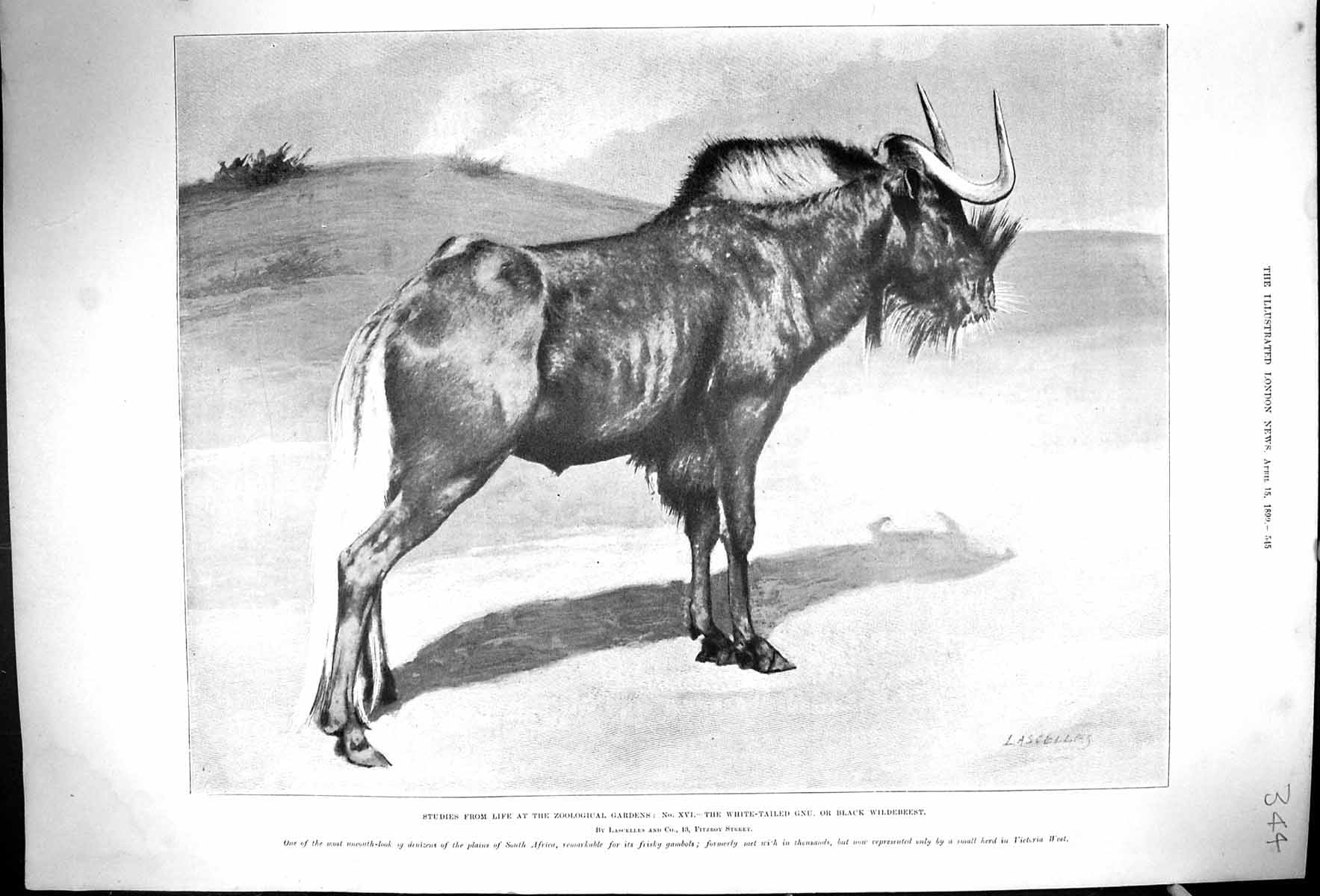 Antique Old Print Zoological Gardens White-Tailed Gnu Black Wildebeest 1899