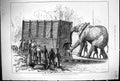 Antique Old Print 1882 Attempt Move Jumbo Great Elephant Zoological Gardens