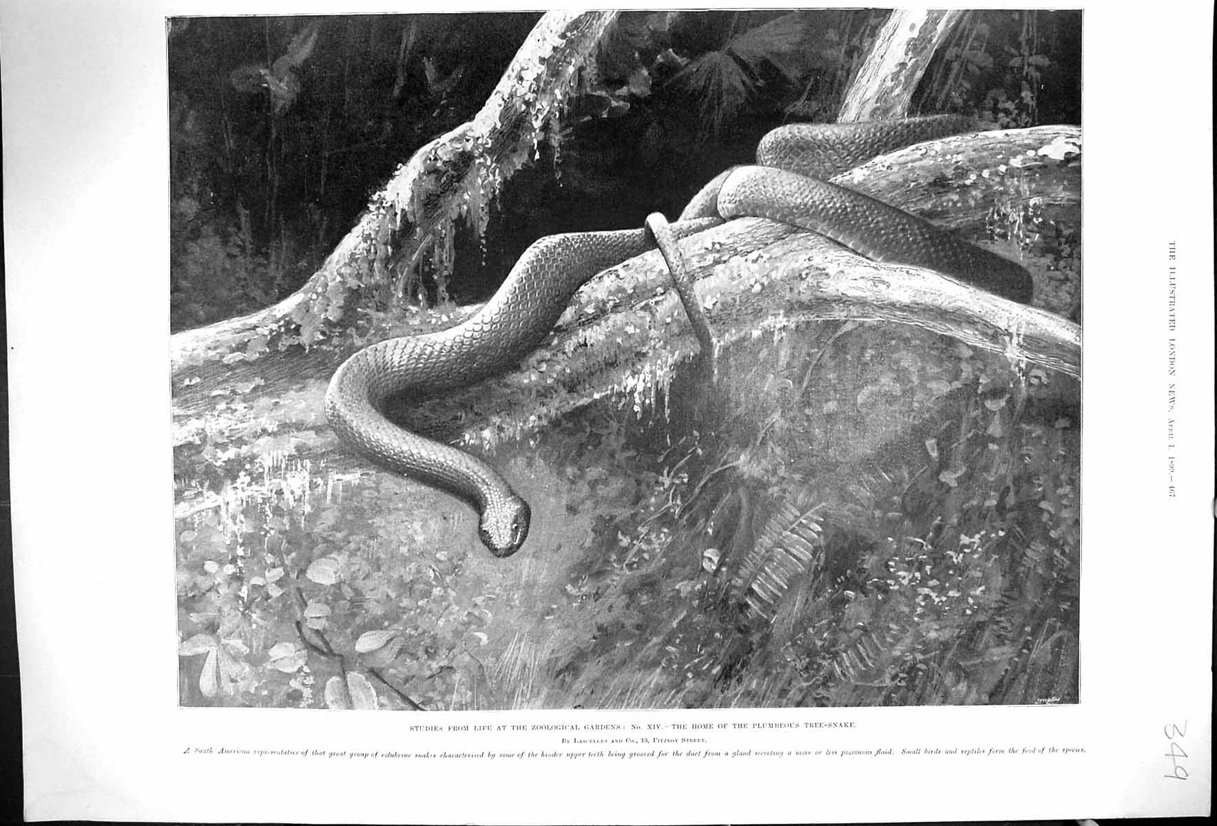 Original Old Antique Print 1899 Zoological Gardens Home Plumbeous Tree Snake