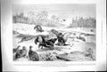 Old Antique Print 1899 March Blackcocks Birds Fighting Tournament-Ground 19th