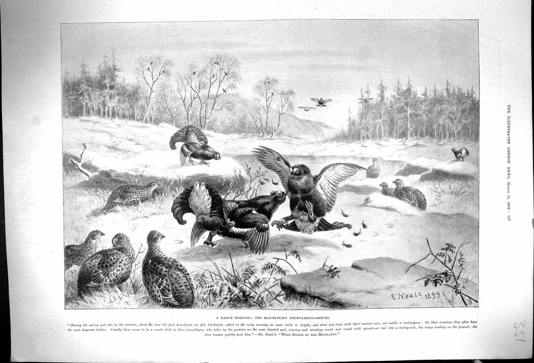 Old Antique Print 1899 March Blackcocks Birds Fighting Tournament-Ground 19th