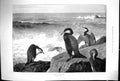 Original Old Antique Print 1897 Wild West Coast Birds Nature Archibald Thorburn