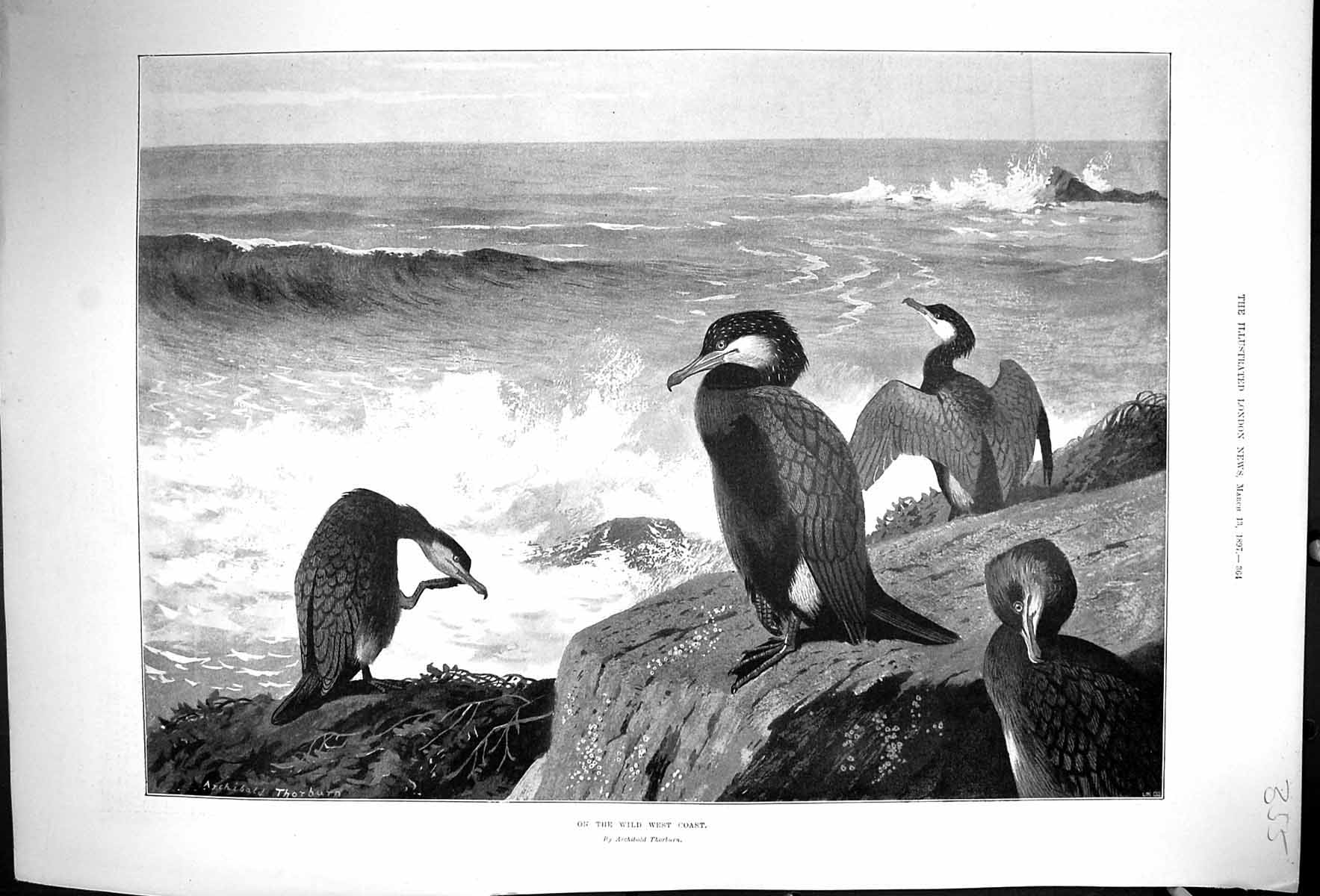 Original Old Antique Print 1897 Wild West Coast Birds Nature Archibald Thorburn