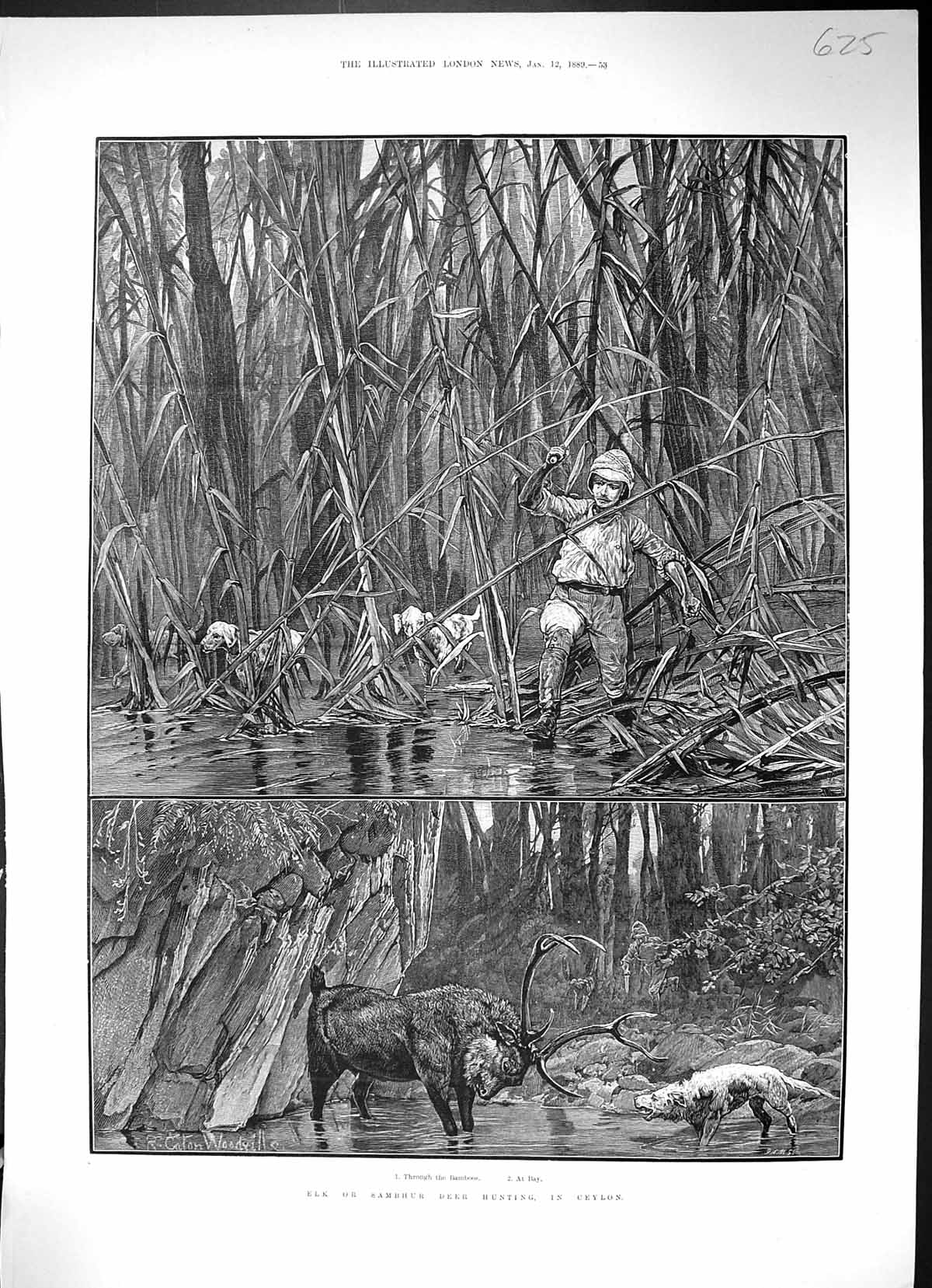 Antique Old Print Elk Sambhur Deer Hunting Ceylon Bamboos Sport Hunter 1889