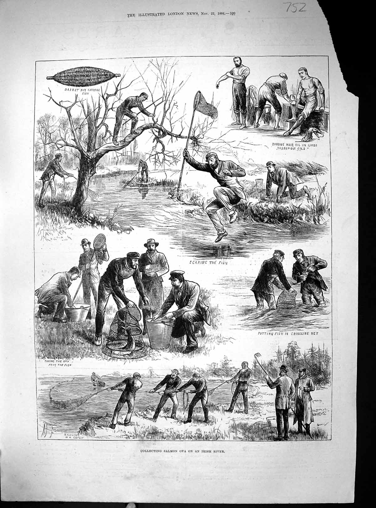 Antique Old Print Collecting Salmon Ova Ireland River Fish Crinoline Net 1884