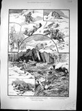 Old 1887 Hind Deer Stalking Ross-Shire Scotland Hunting Comedy Sketch Victorian