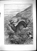 Antique Print 1888 Unharbouring Stag Exmoor Hunting England Mountains Sport