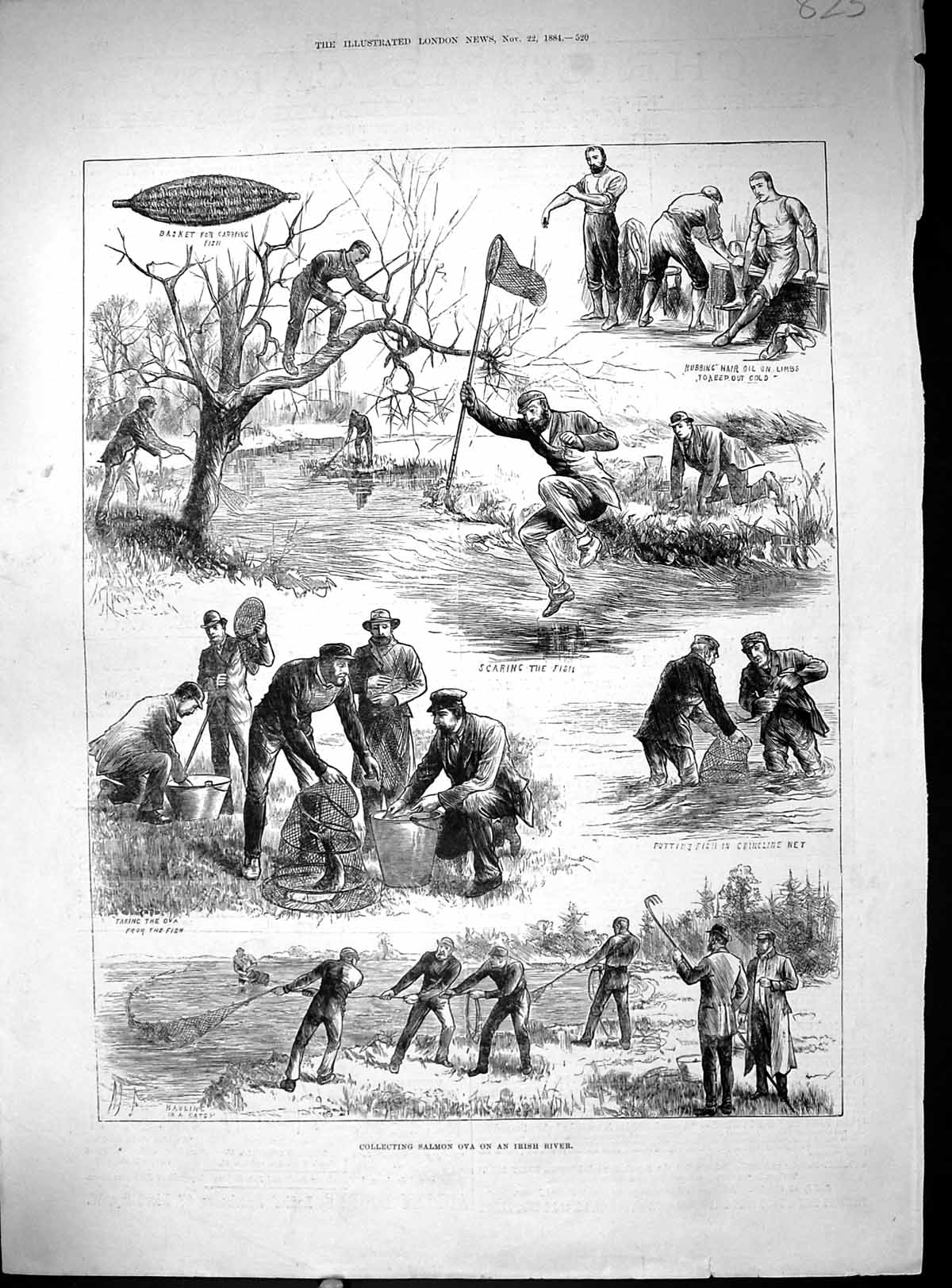 Old Antique Print 1884 Collecting Salmon Fish Ova Ireland River Netting 19th