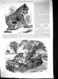 Old Mandrill Baboon Zoological Regent'S Park 1850 Sniggling Eels Fish Victorian