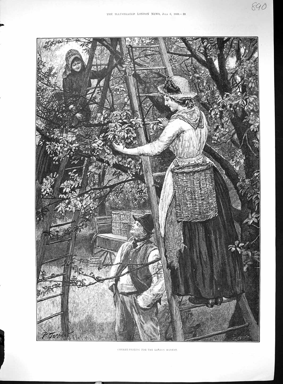 Old Antique Print Taylor 1889 Cherry Picking Trees London Market Industry 19th