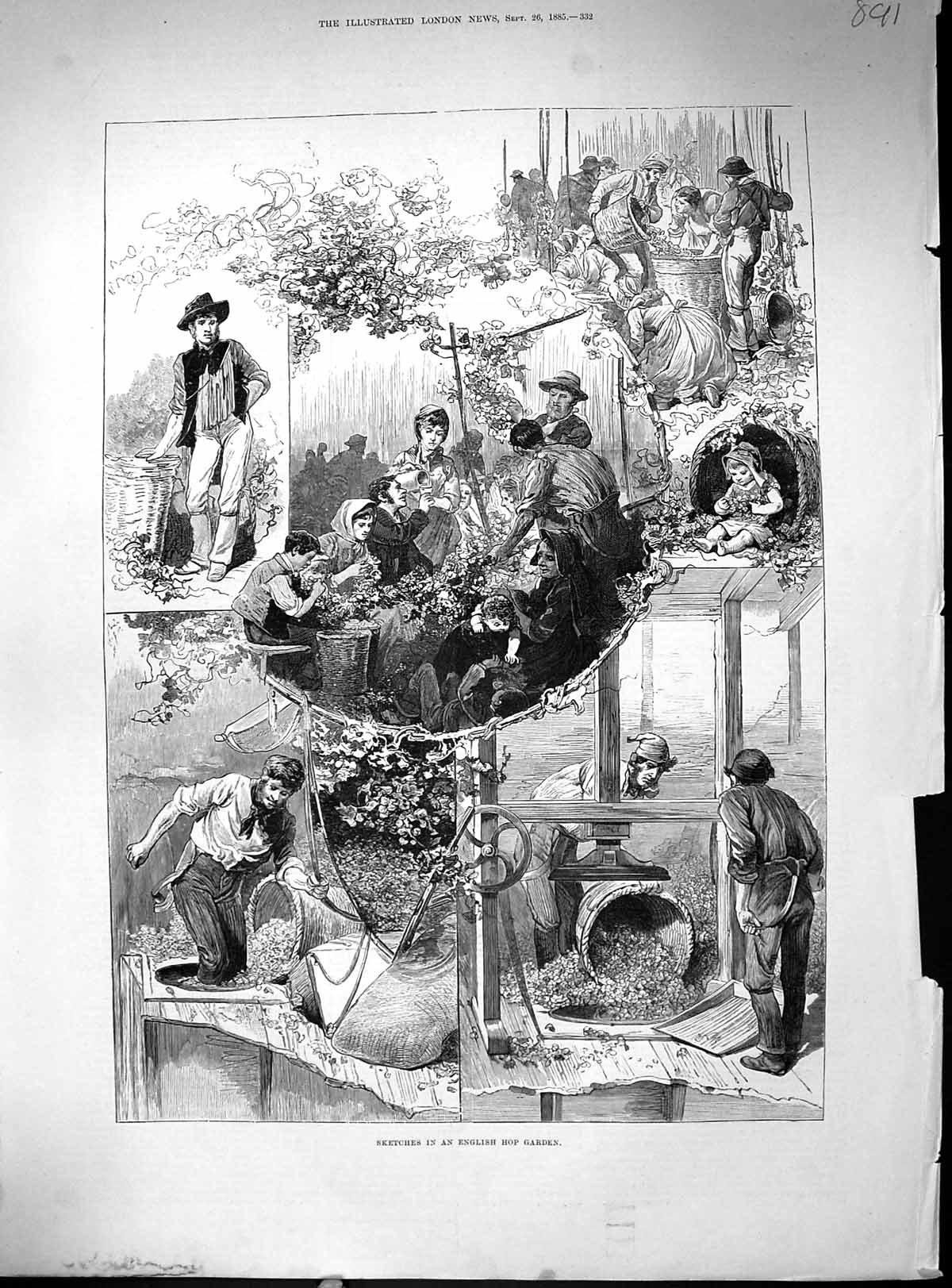 Antique Print 1885 English Hop Garden Hop-Picking Men Agriculture Industry 19th