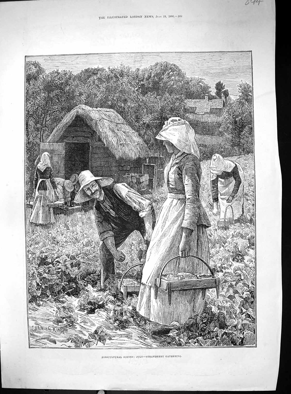 Old Print 1886 Agriculture Scene July Strawberry Plants Picking Gathering 19th
