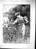 Antique Old Print 1895 Beautiful Woman Picking Flowers Meadow-Sweet Wilson 19th