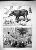 Old 1883 Babiroussa Family Zoological Society Gardens Reptile House A Victorian
