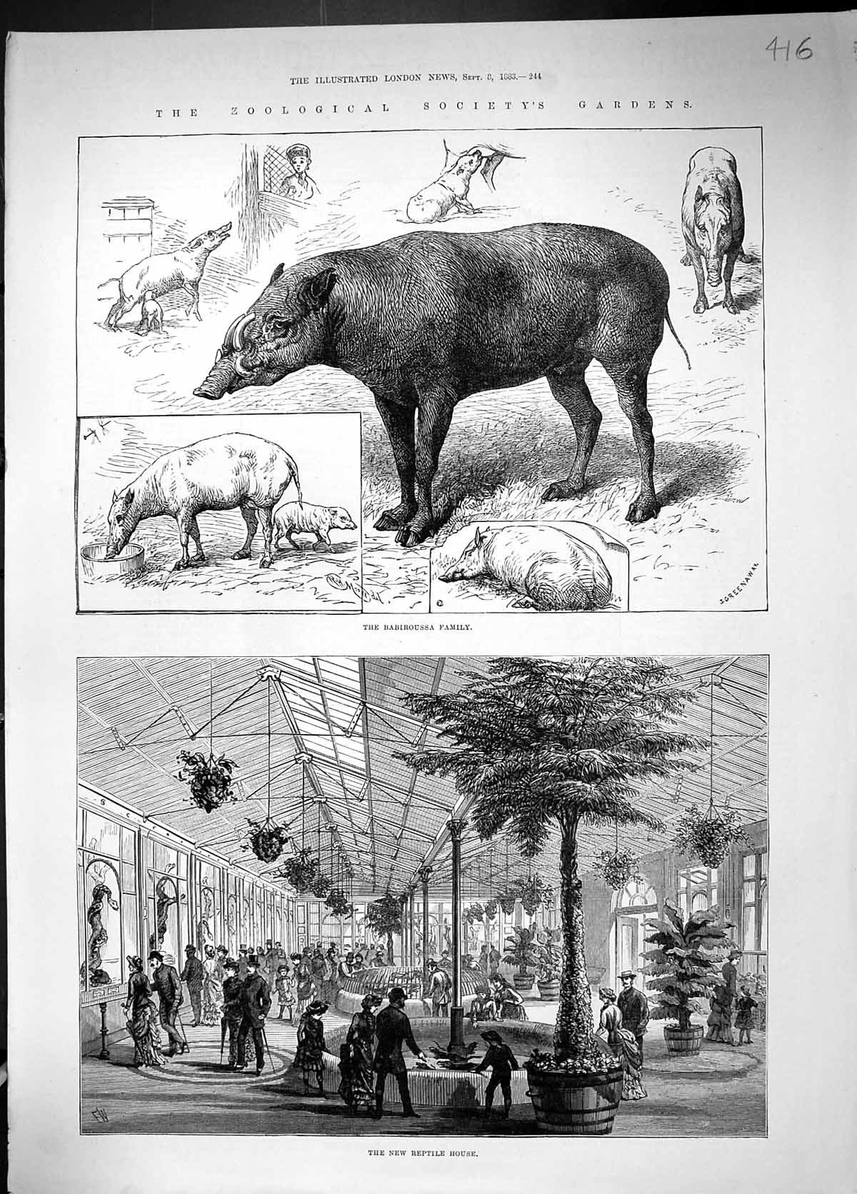 Old 1883 Babiroussa Family Zoological Society Gardens Reptile House A Victorian