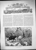 Original Old Antique Print 1886 Group Birds Animals Queensland Wood Australia