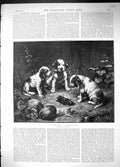 Antique Print 1889 Scientific Investigation Puppy Dogs Dead Animal Reichert