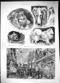 Old Dog Show Collie Oswald Foster Shrimp 1892 Crystal Palace Electric Victorian
