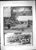 Old Print 1888 Rambling Sketch Richmond Park Sylvan Nursery Deer Animals 19th