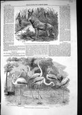 Old 1853 Flamingoes Zoological Regent'S Park London Bubale Antelope A Victorian