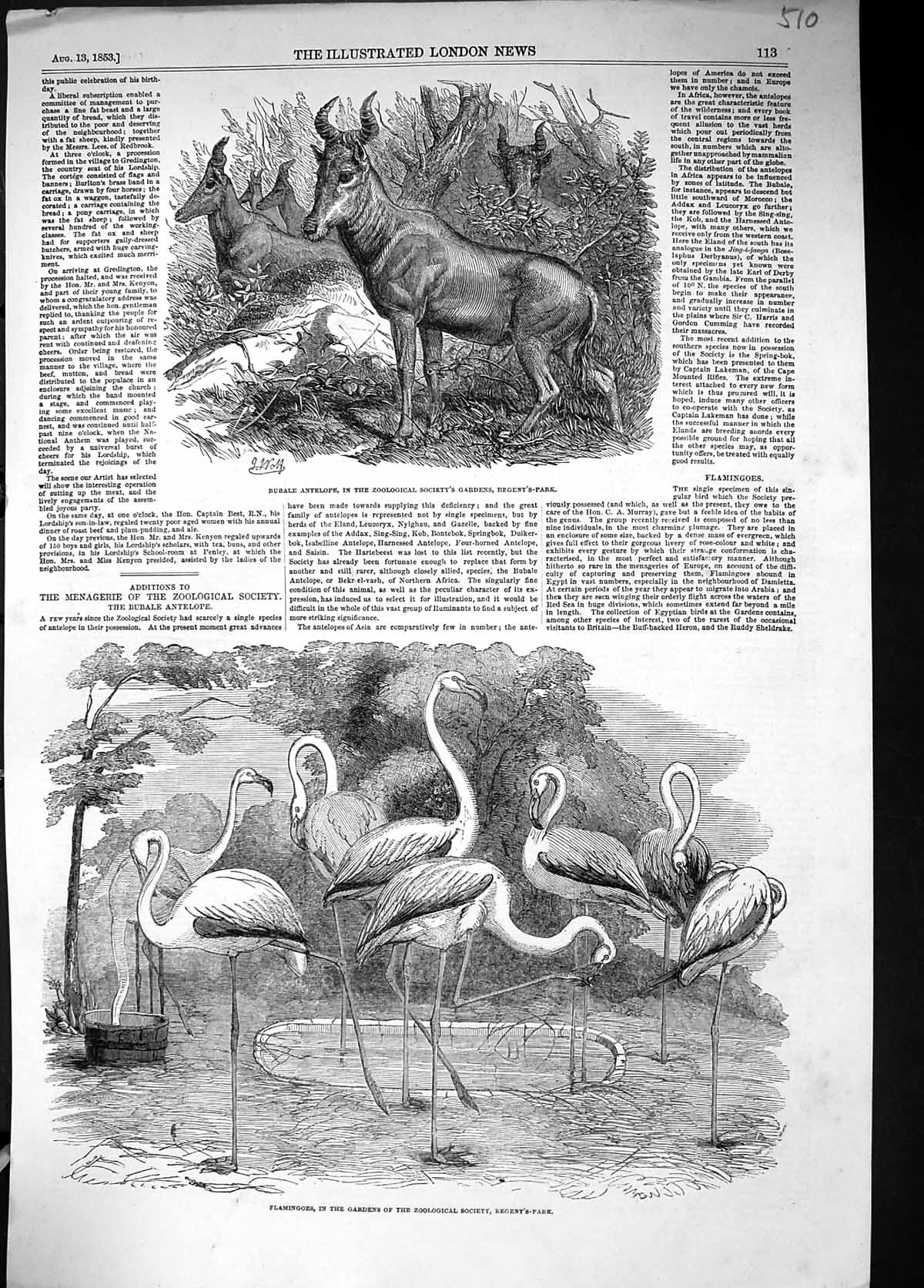 Old 1853 Flamingoes Zoological Regent'S Park London Bubale Antelope A Victorian