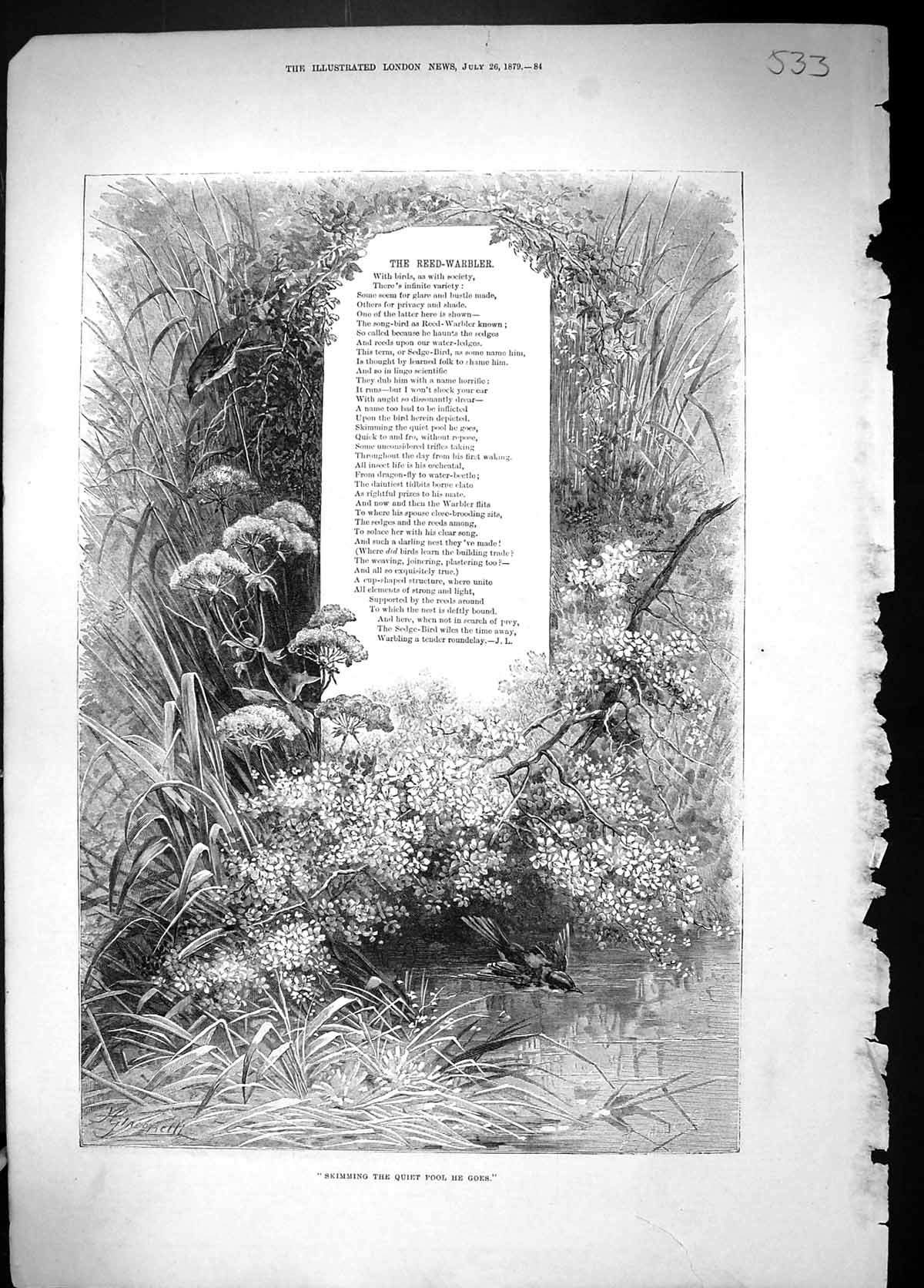 Old Antique Print 1879 Reed Warbler Poem Illustration Swimming Quiet Pool 19th